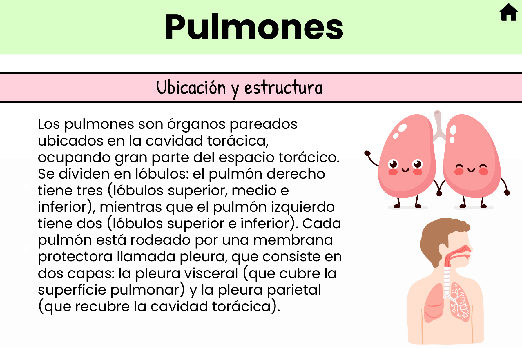 Flashcard de los pulmones: ubicación y estructura