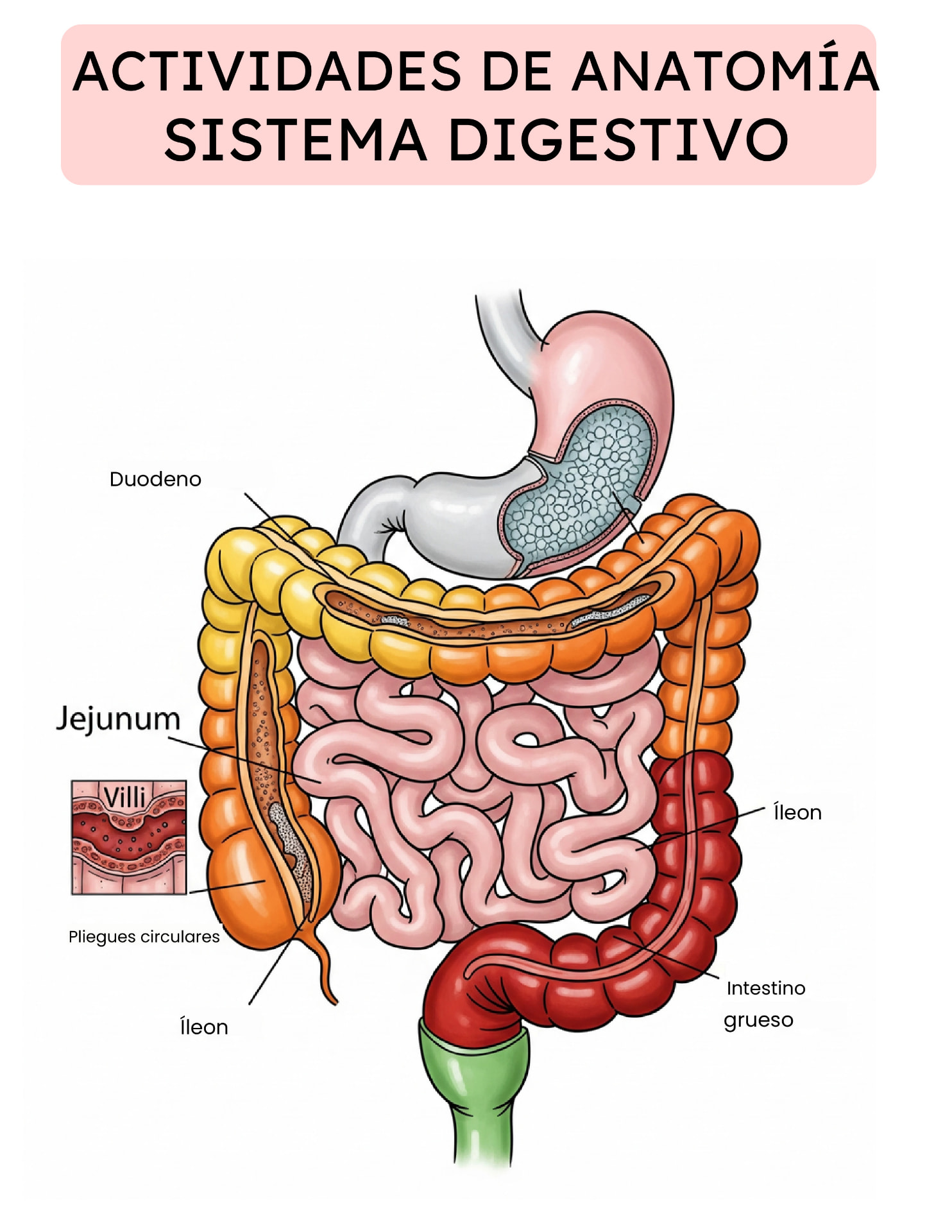 Actividad de Anatomía: el sistema digestivo