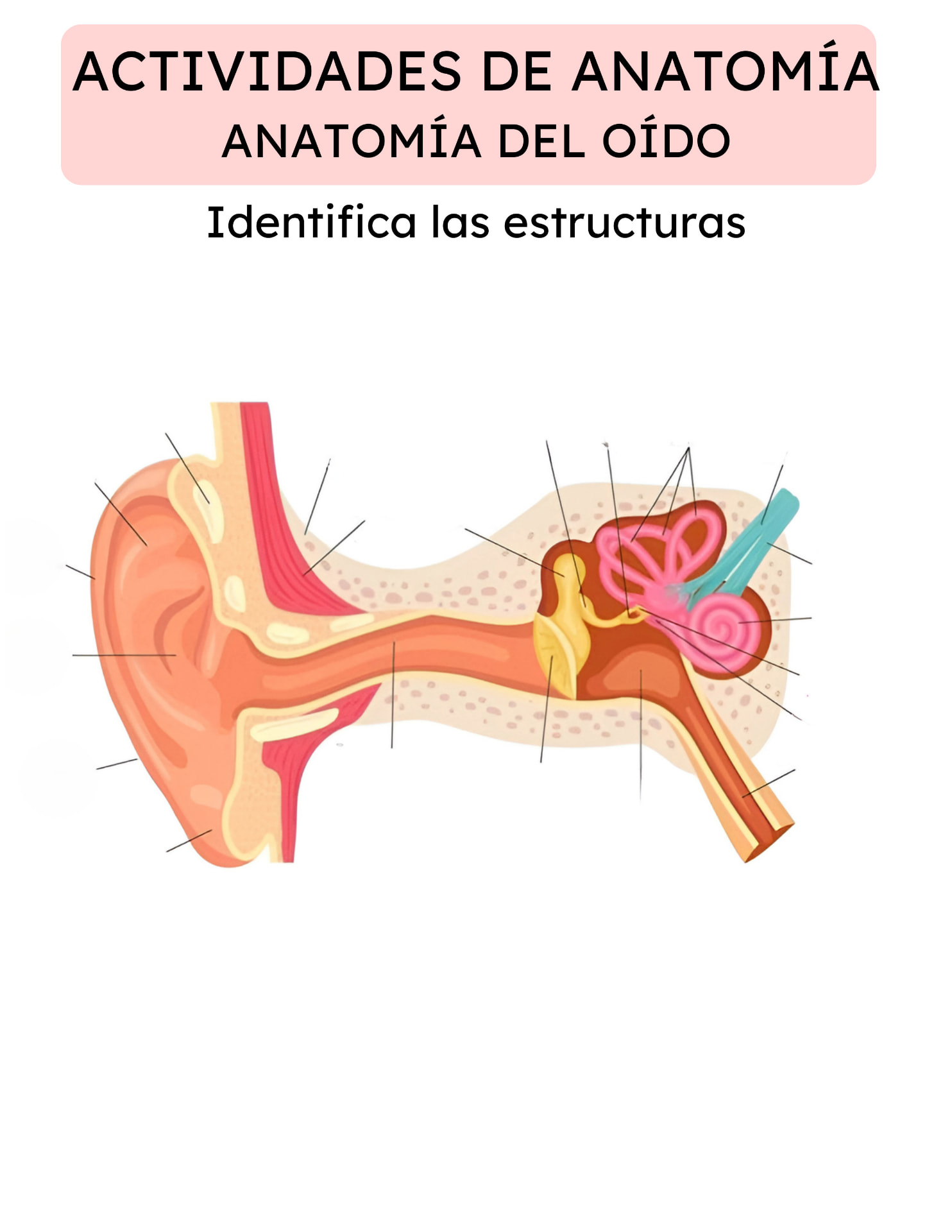 Actividad de Anatomía: anatomía del oído, identifica las estructuras
