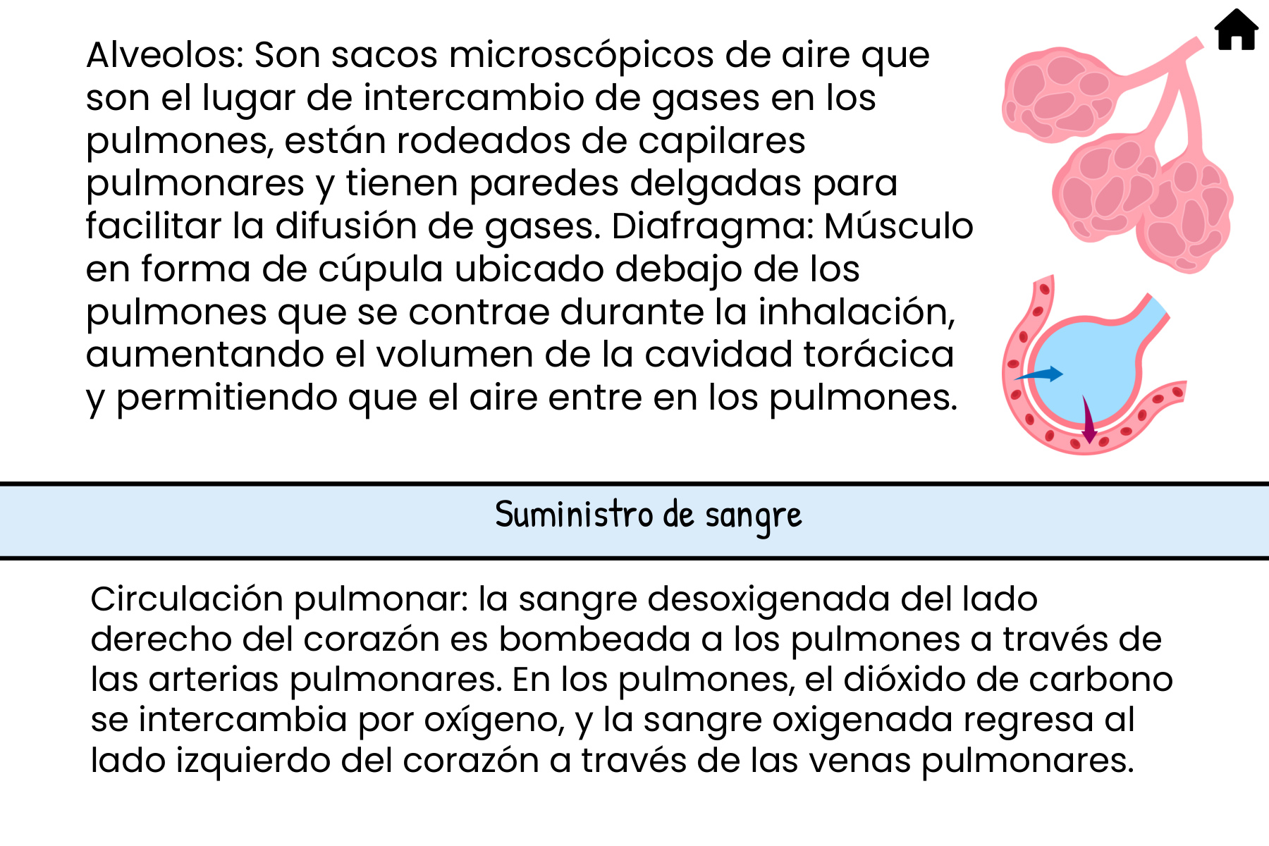 Flashcard de estudio: la respiración
