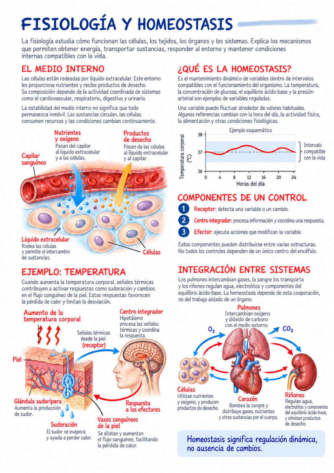 Página del atlas: Fisiología y homeostasis