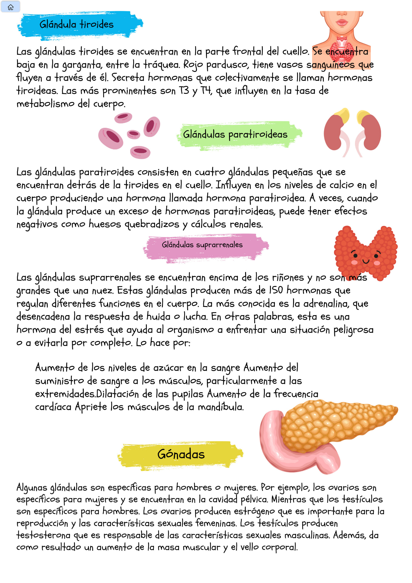 Página del atlas: glándulas endocrinas