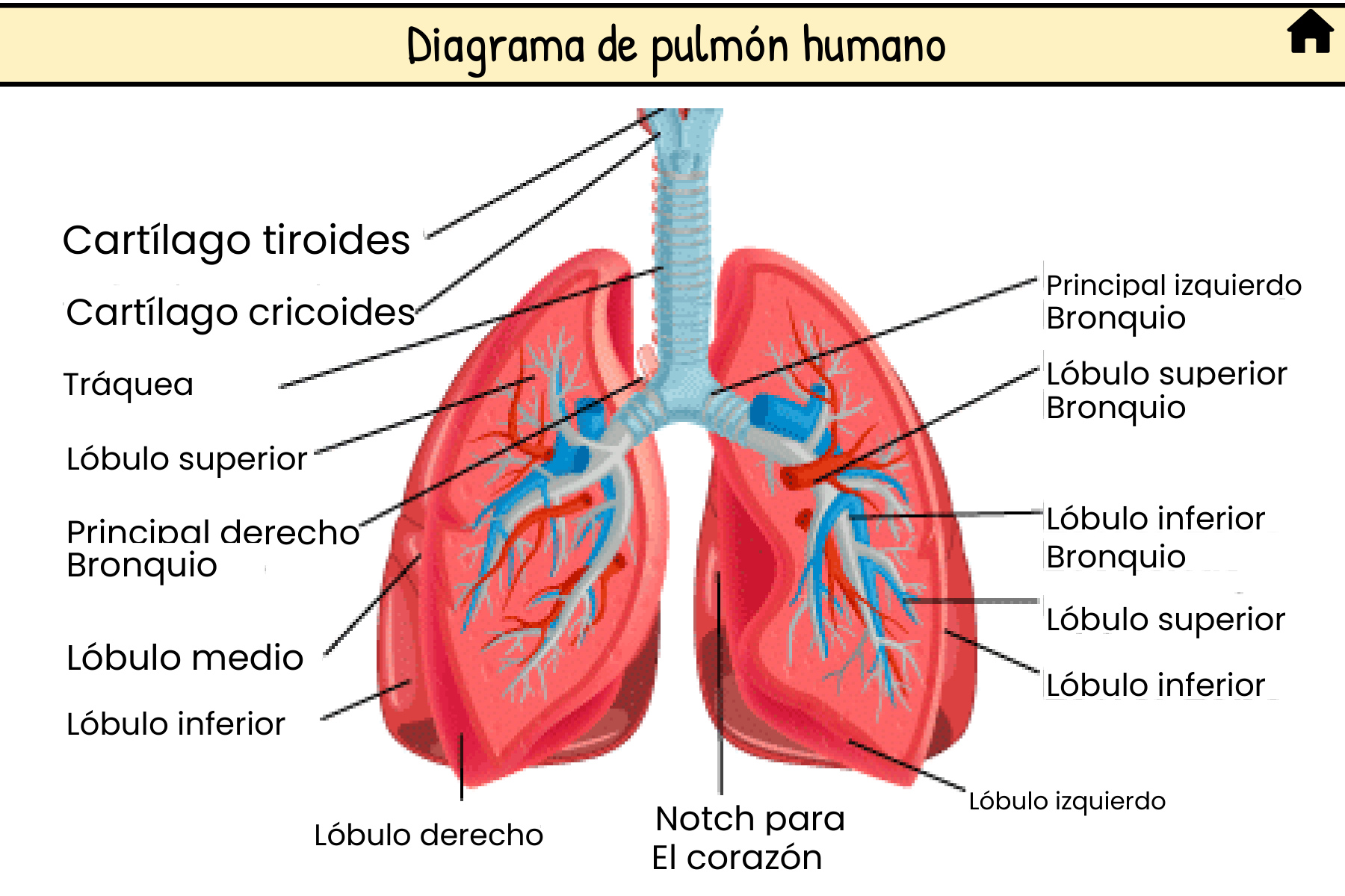 Flashcard: diagrama de pulmón humano