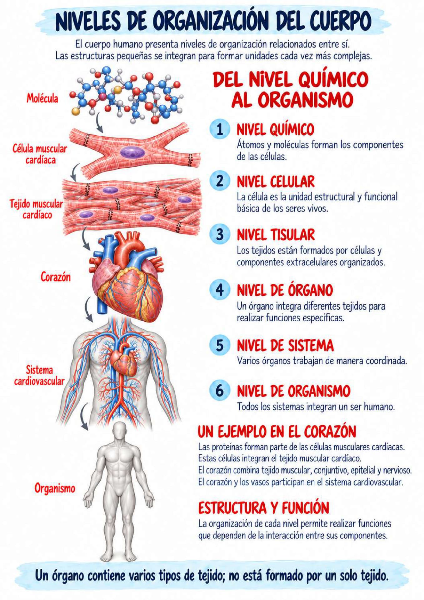 Página del atlas: niveles de organización del cuerpo