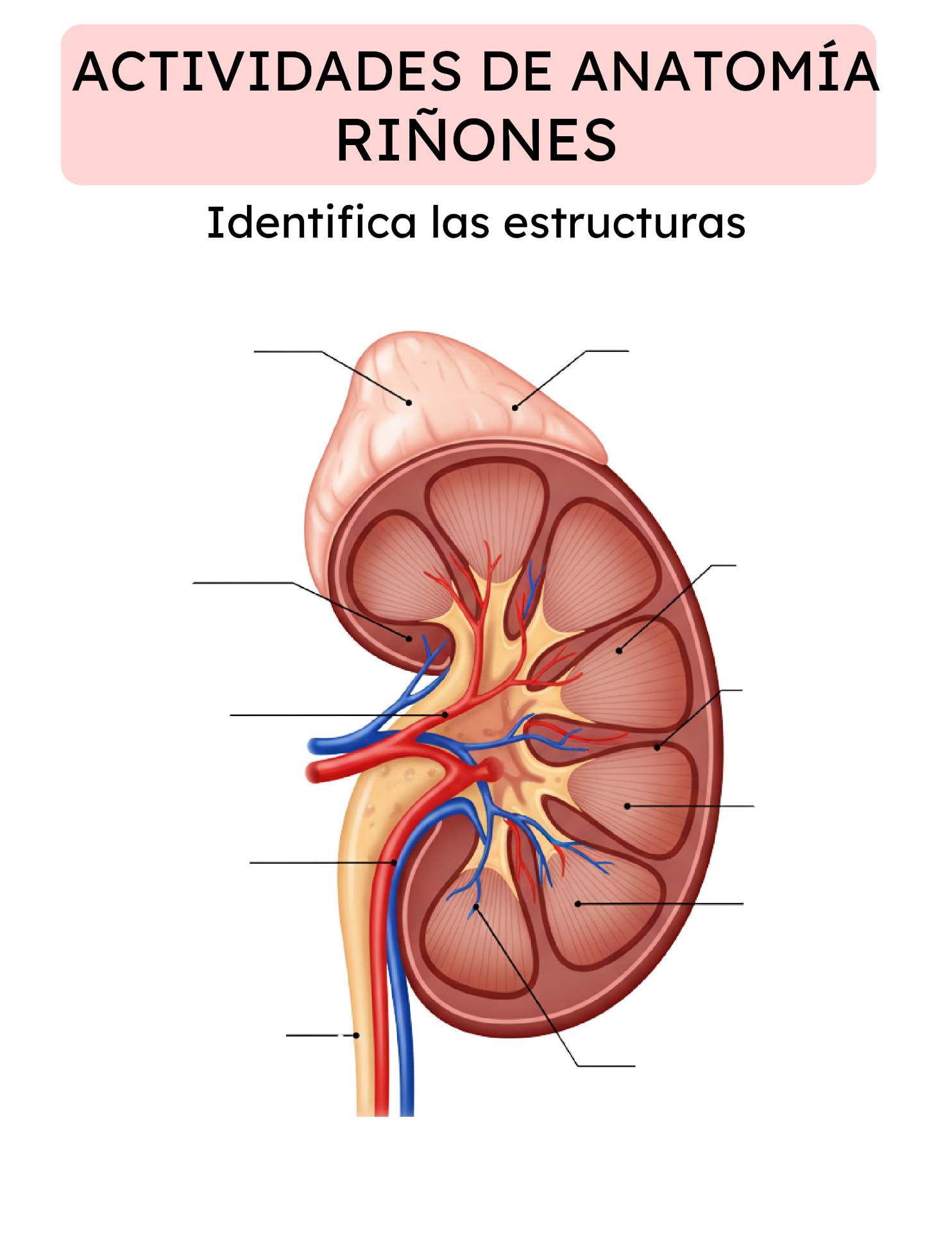 Actividad de Anatomía: riñones, identifica las estructuras