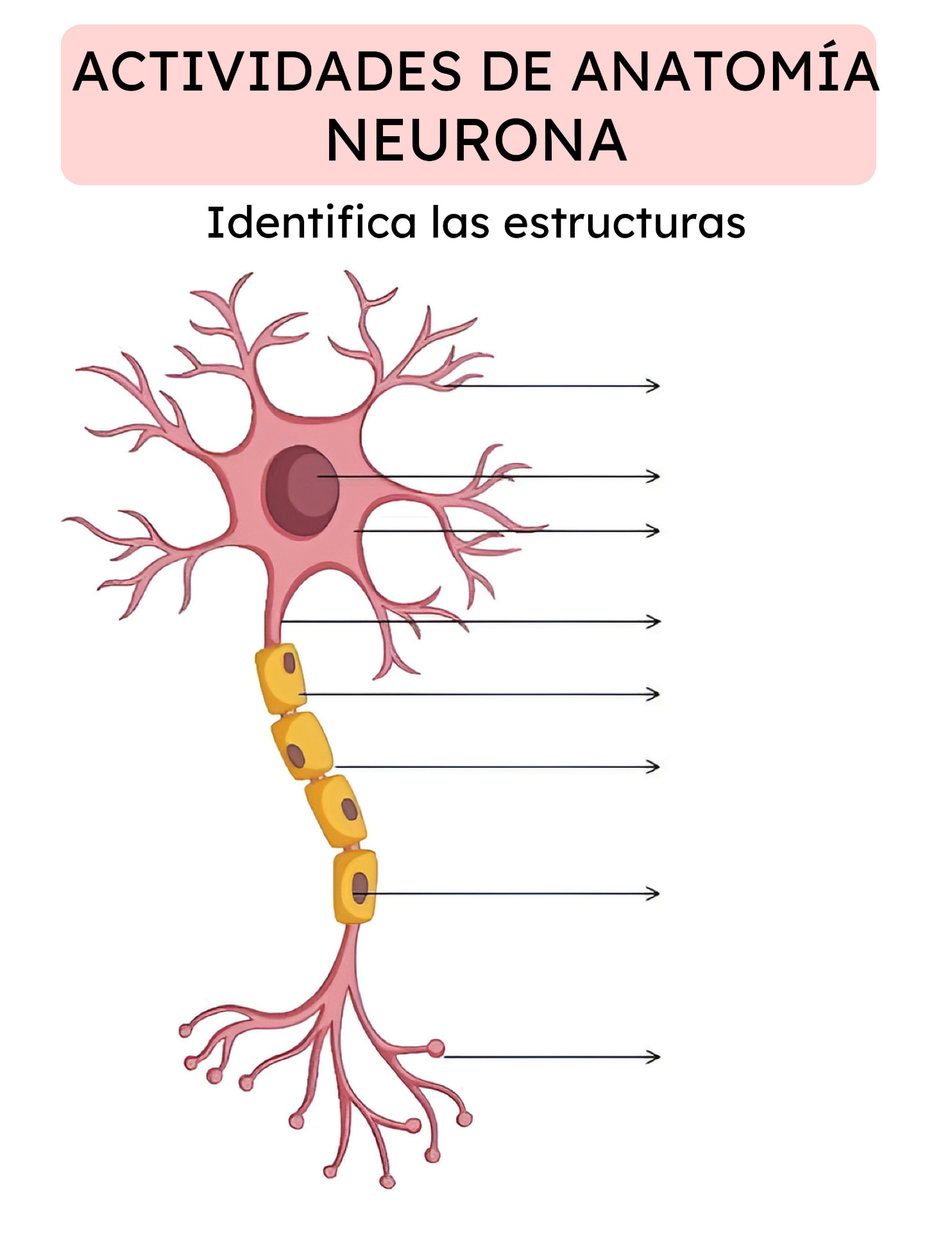 Actividad de Anatomía: neurona, identifica las estructuras