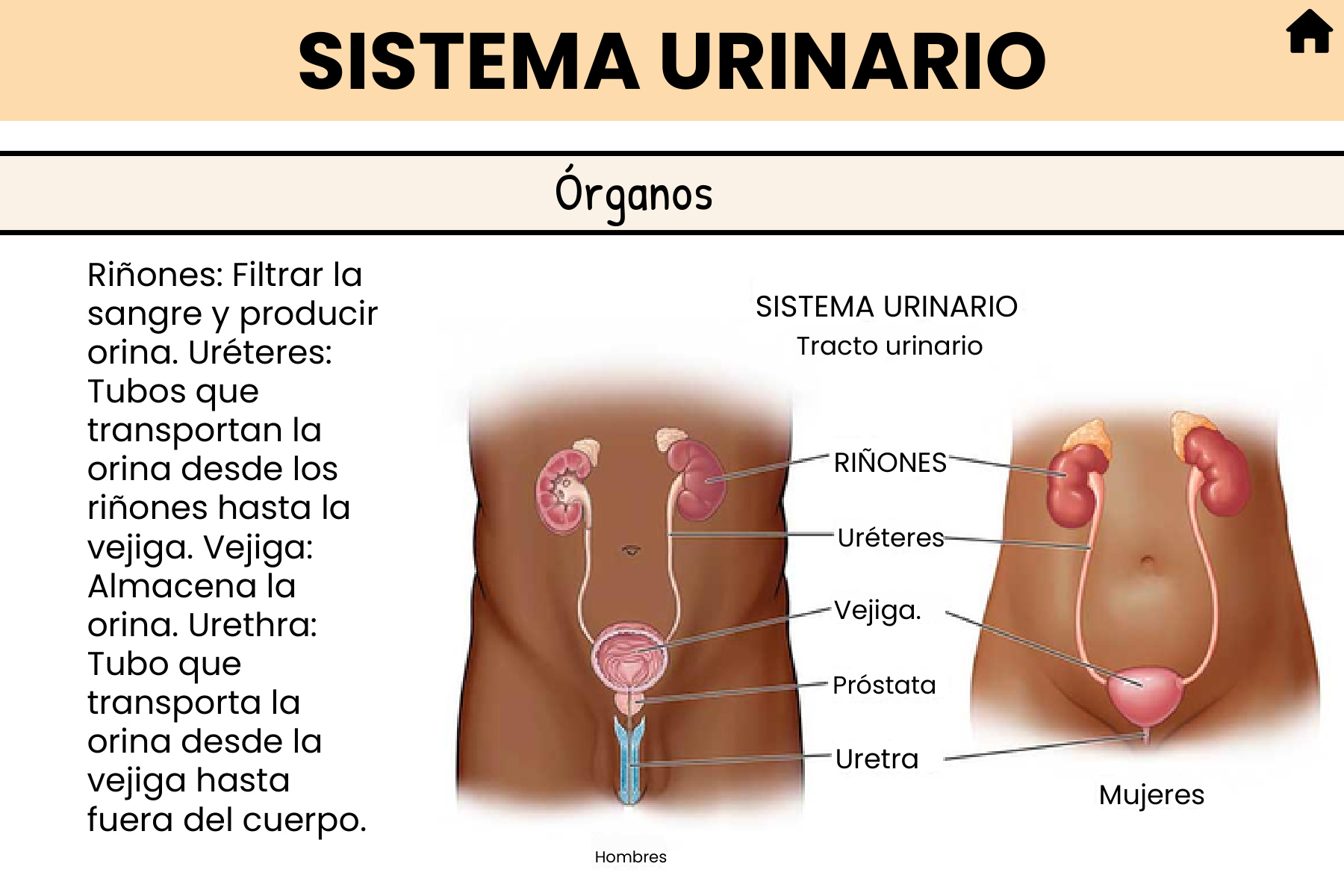 Flashcard del sistema urinario: órganos
