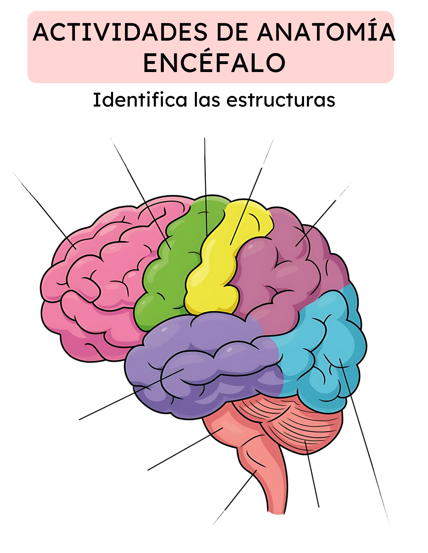 Actividad de Anatomía: encéfalo, identifica las estructuras